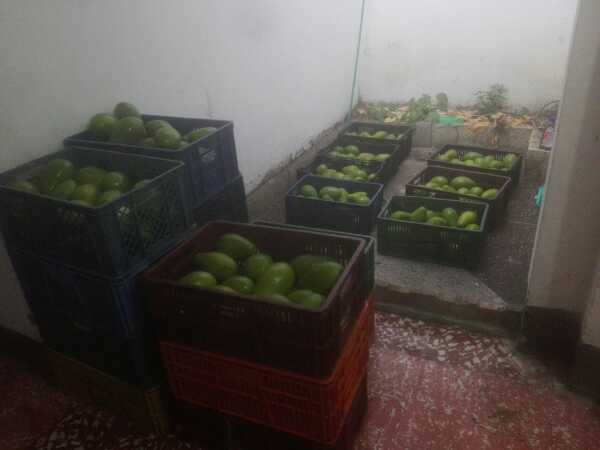 Aguacate papelillo