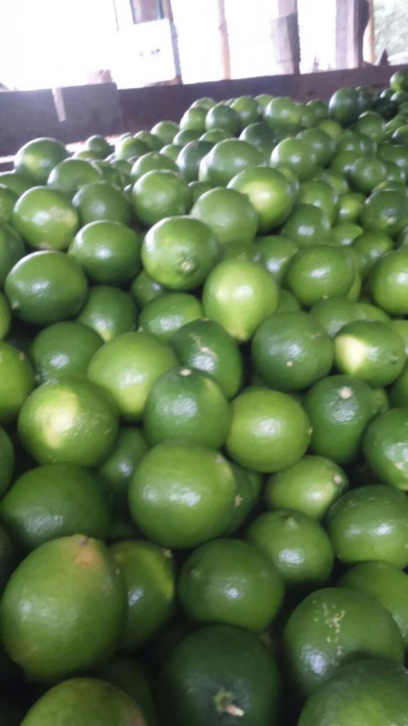 Limón tahiti