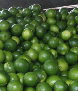 Limon tahiti