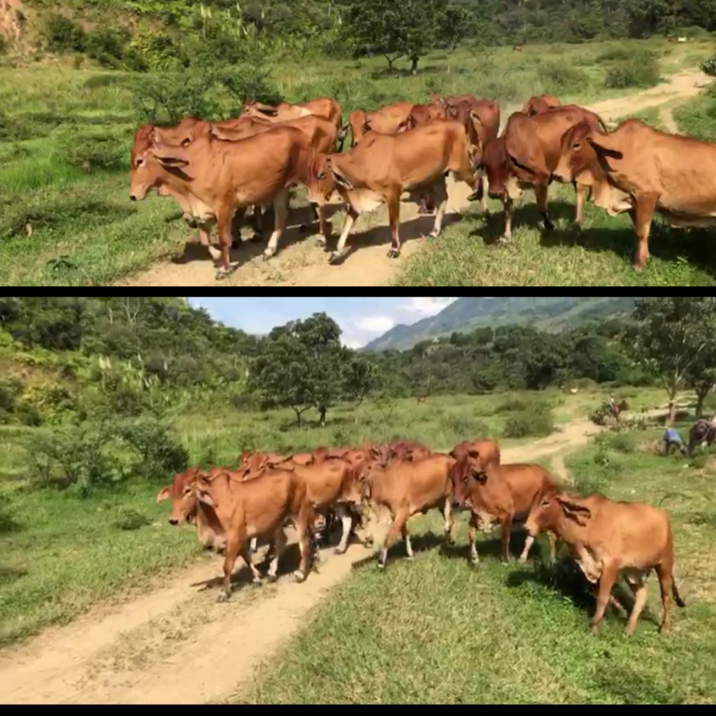 Novillas Brahman Rojo Puro