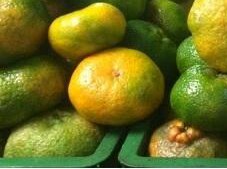 Mandarinas