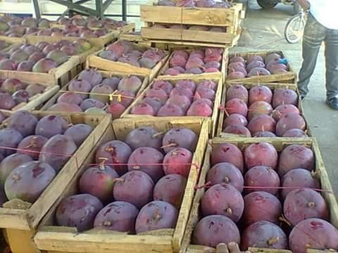 Mango tomy