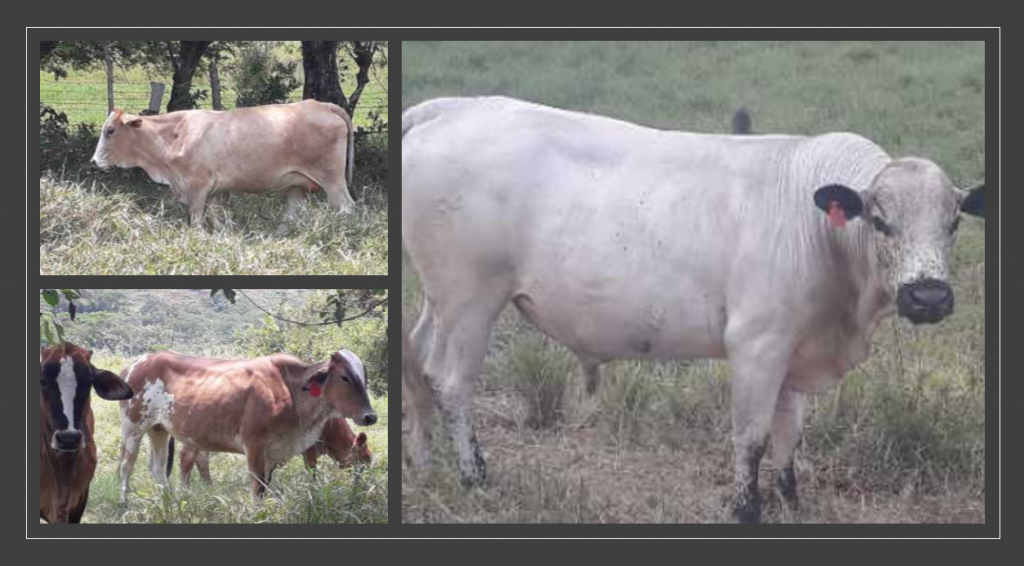 Vendo vacas y novillas tipo leche