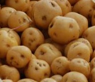 Papa criolla