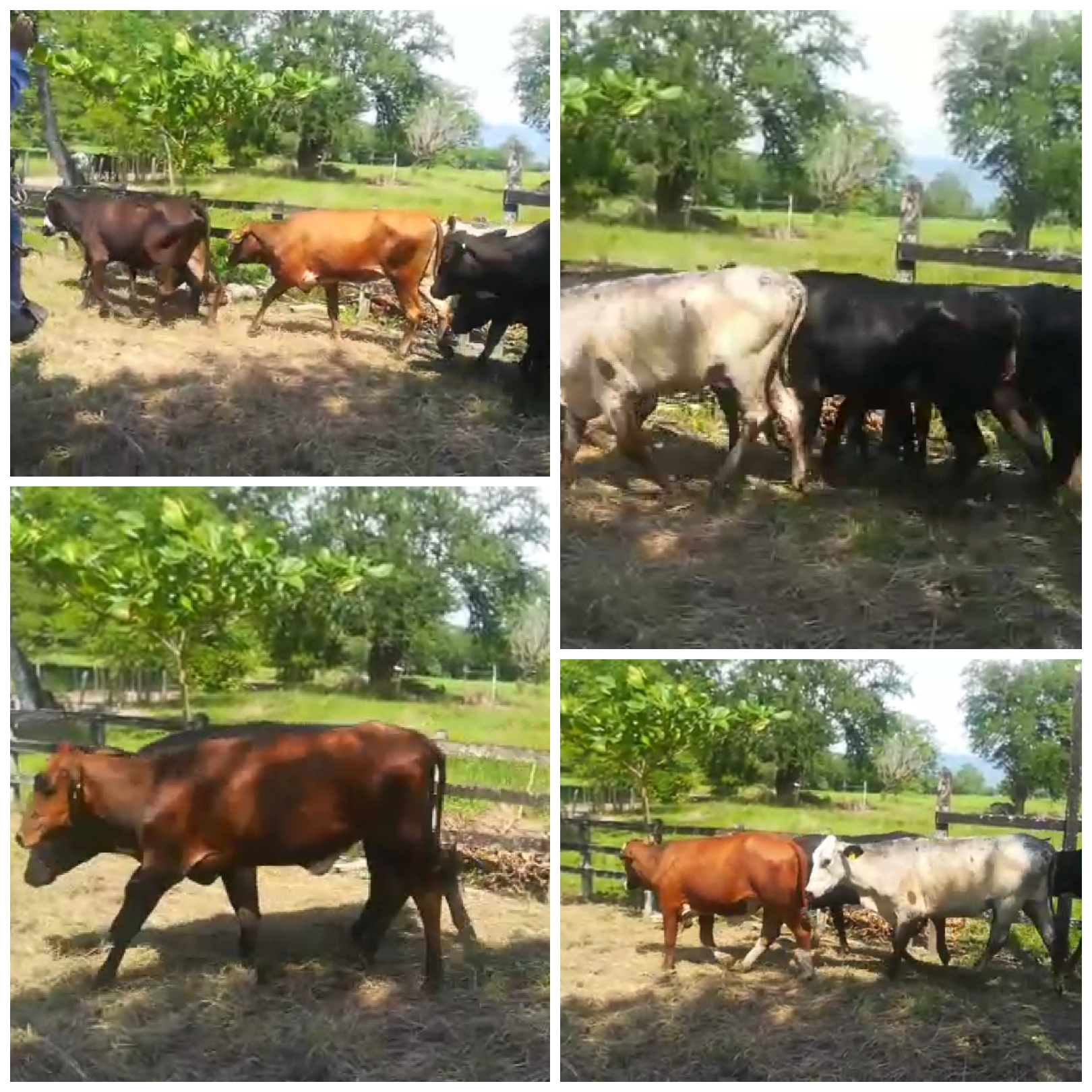 Vacas vacías Holstein * cebú