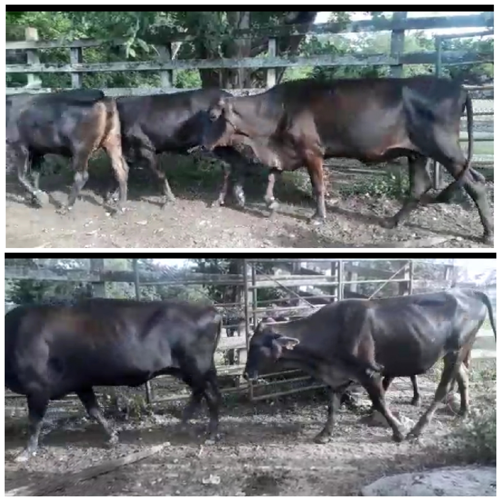 Hembras Holstein*cebú cargadas