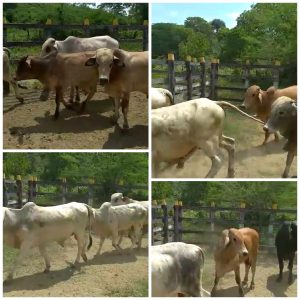 Novillos para ceba / 320kg peso aprox