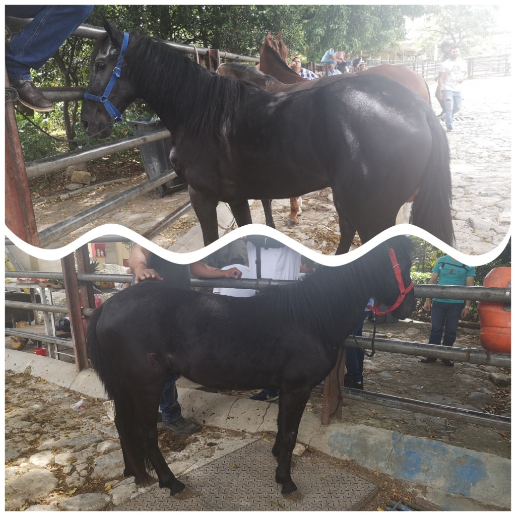 Semiponi  y potro