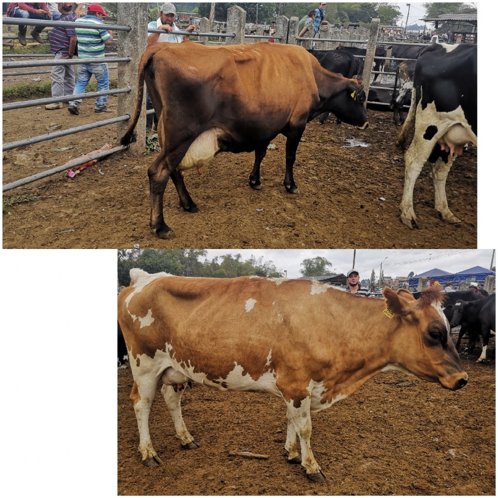 Vacas de segundo Parto Raza Jerhol