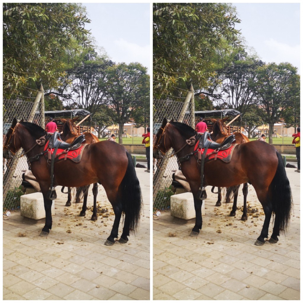Caballo Fino