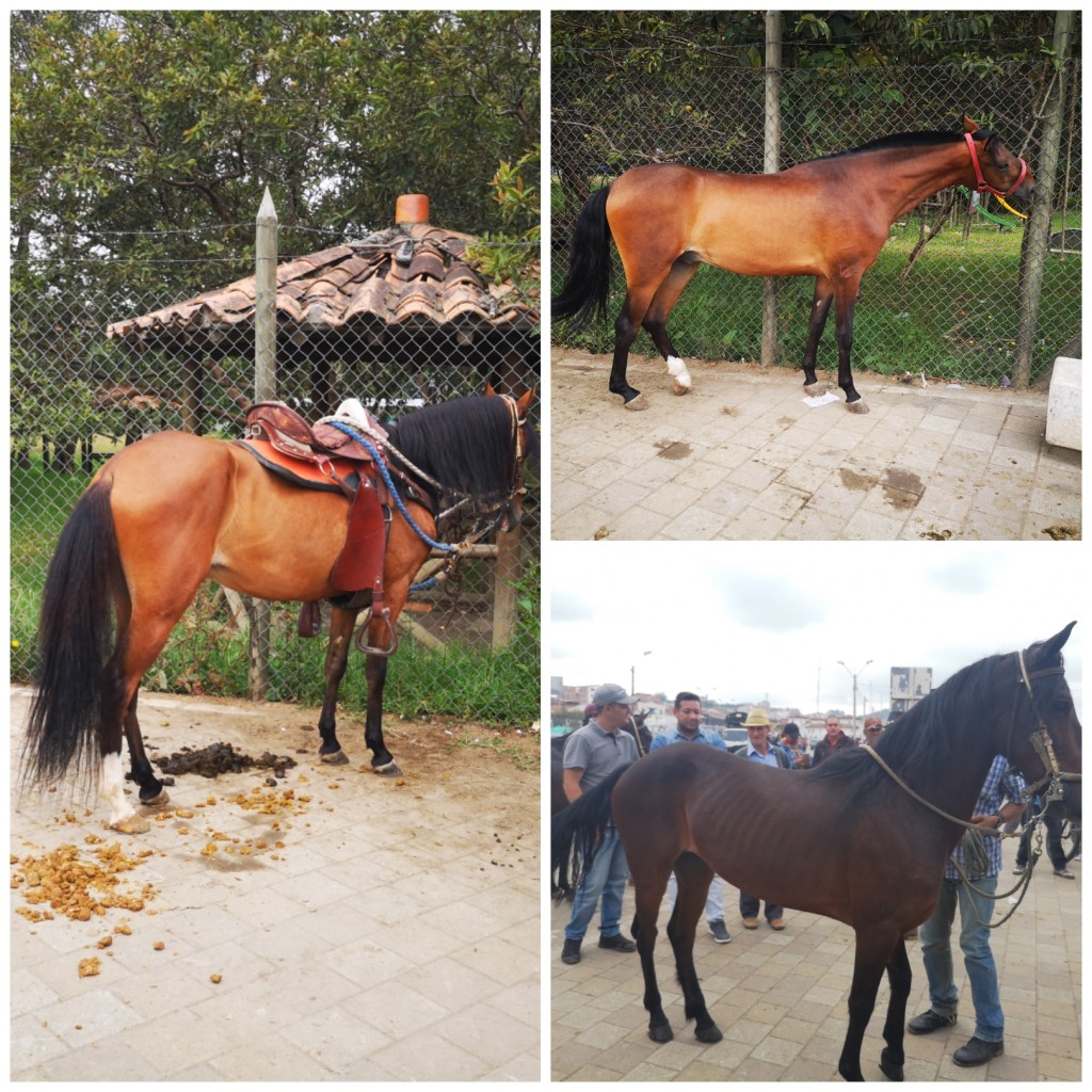 Caballos de Silla