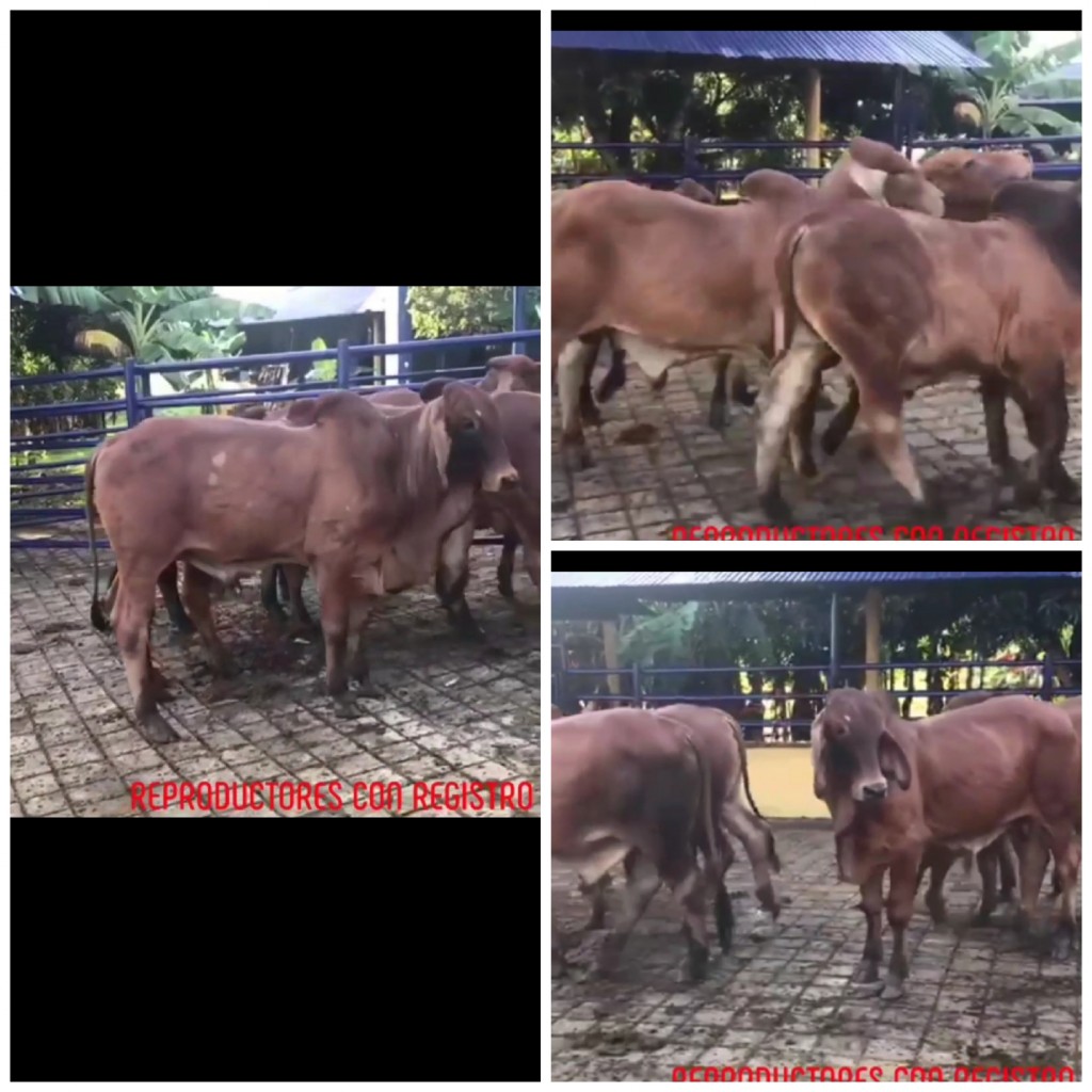 Toretes Brahman Rojo con registro