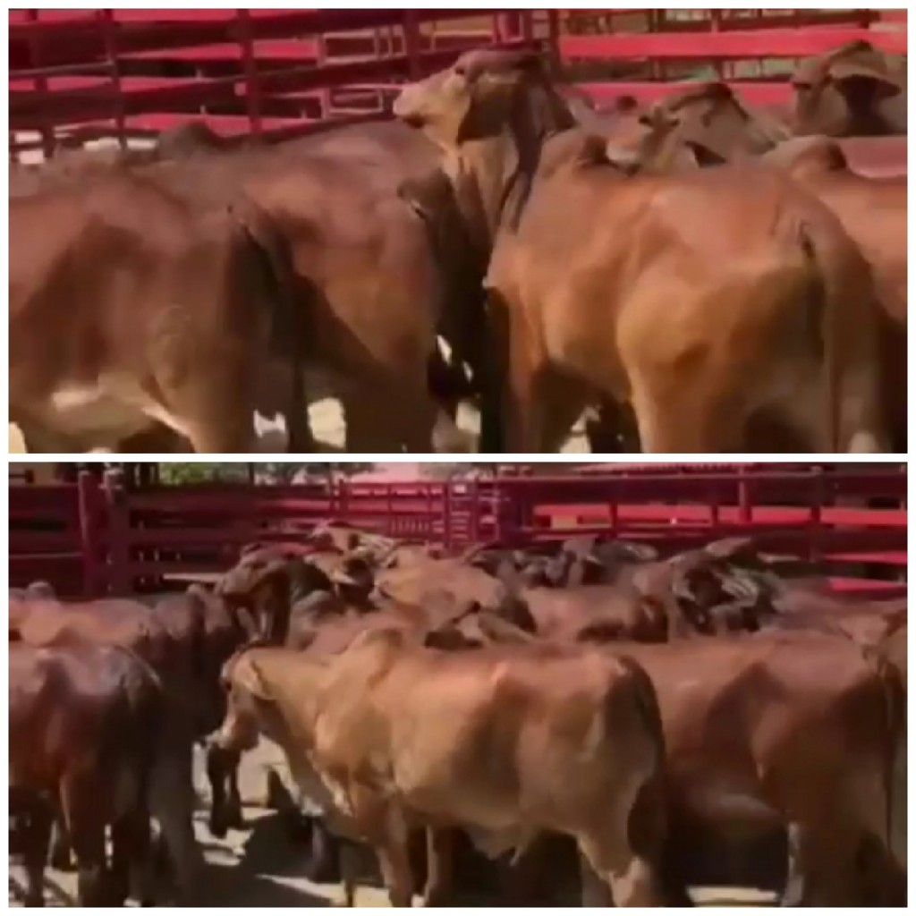 Hembras de Levante Brahman rojo