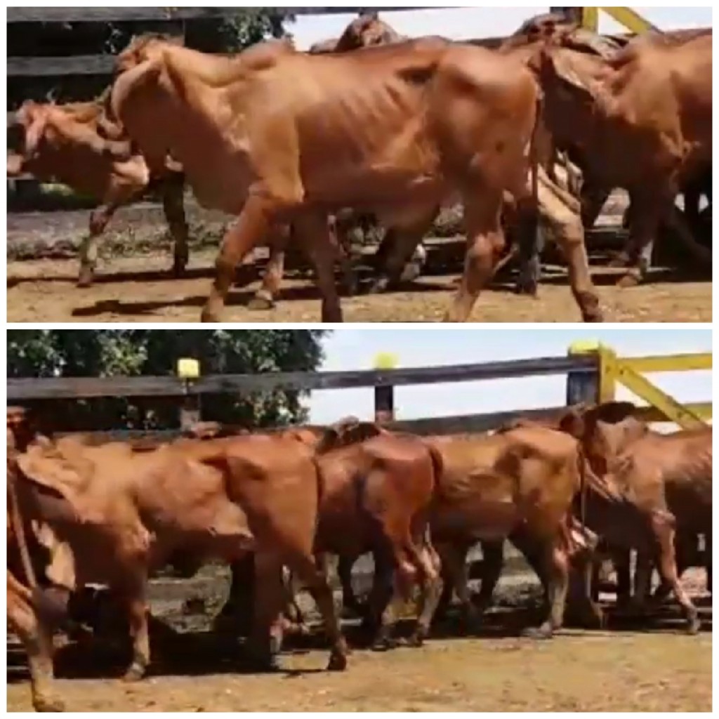 Terneras Brahman Rojo  destetas