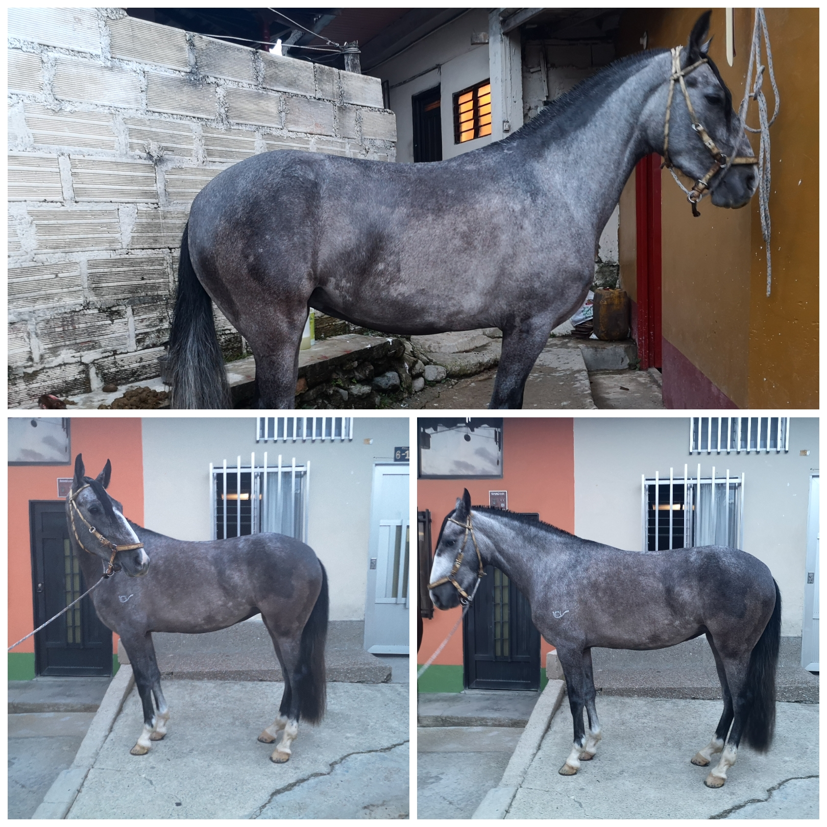 Yegua Trotona Galopera /reporte de monta