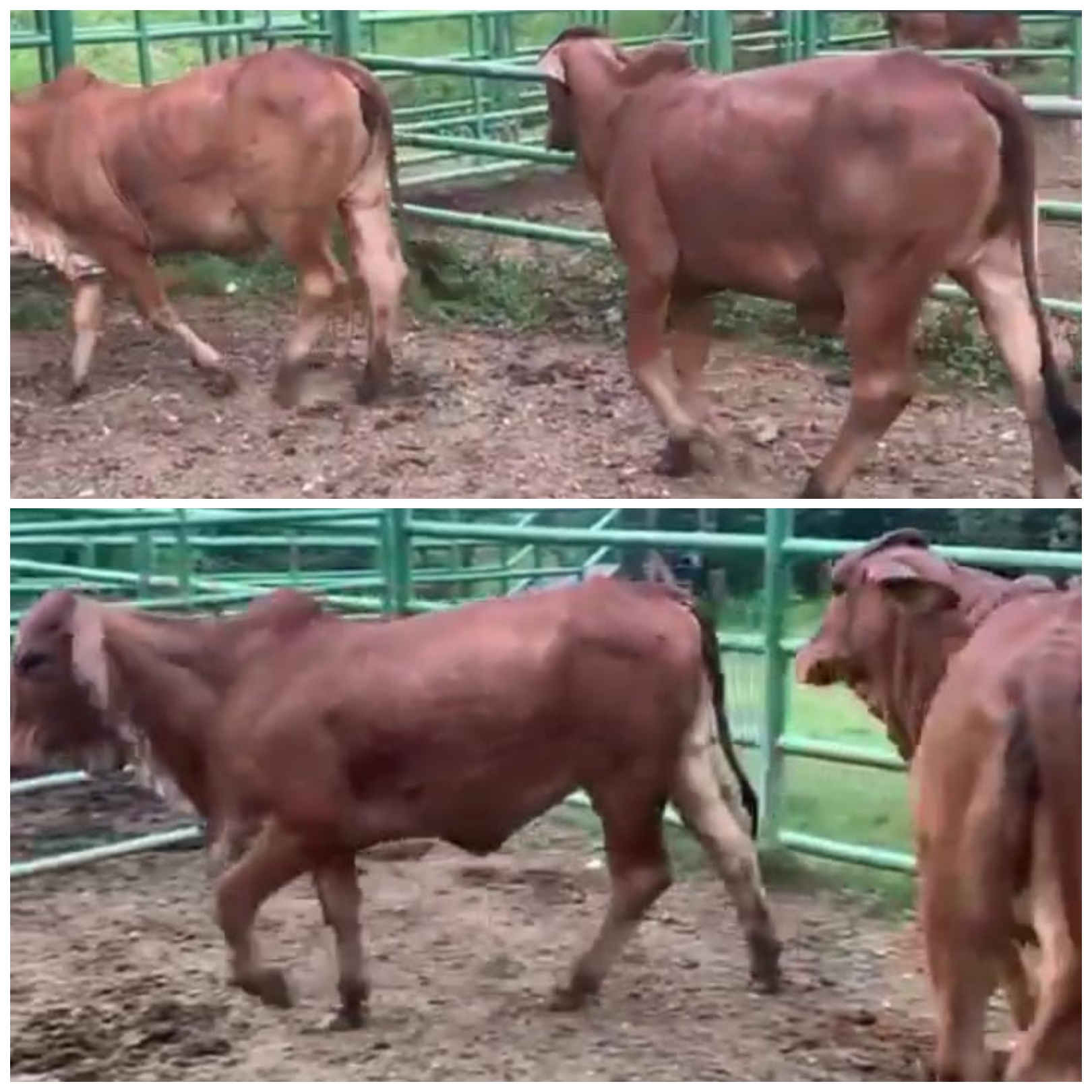 Terneras Brahman Rojo  con registro