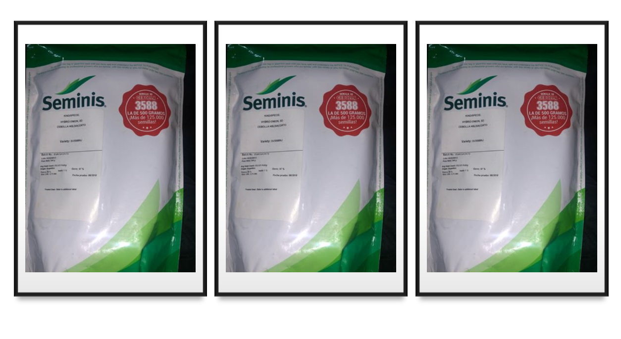 semilla de 3588 Seminis