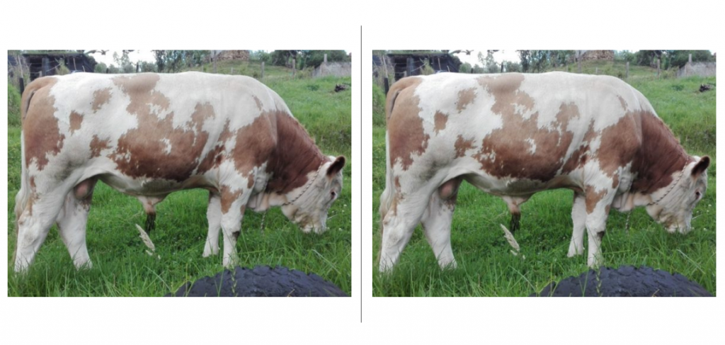TOROS SIMMENTAL