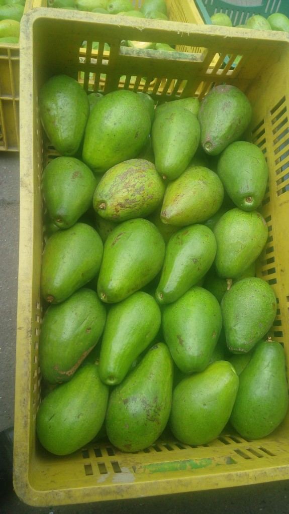 Aguacate Lorena o papelillo