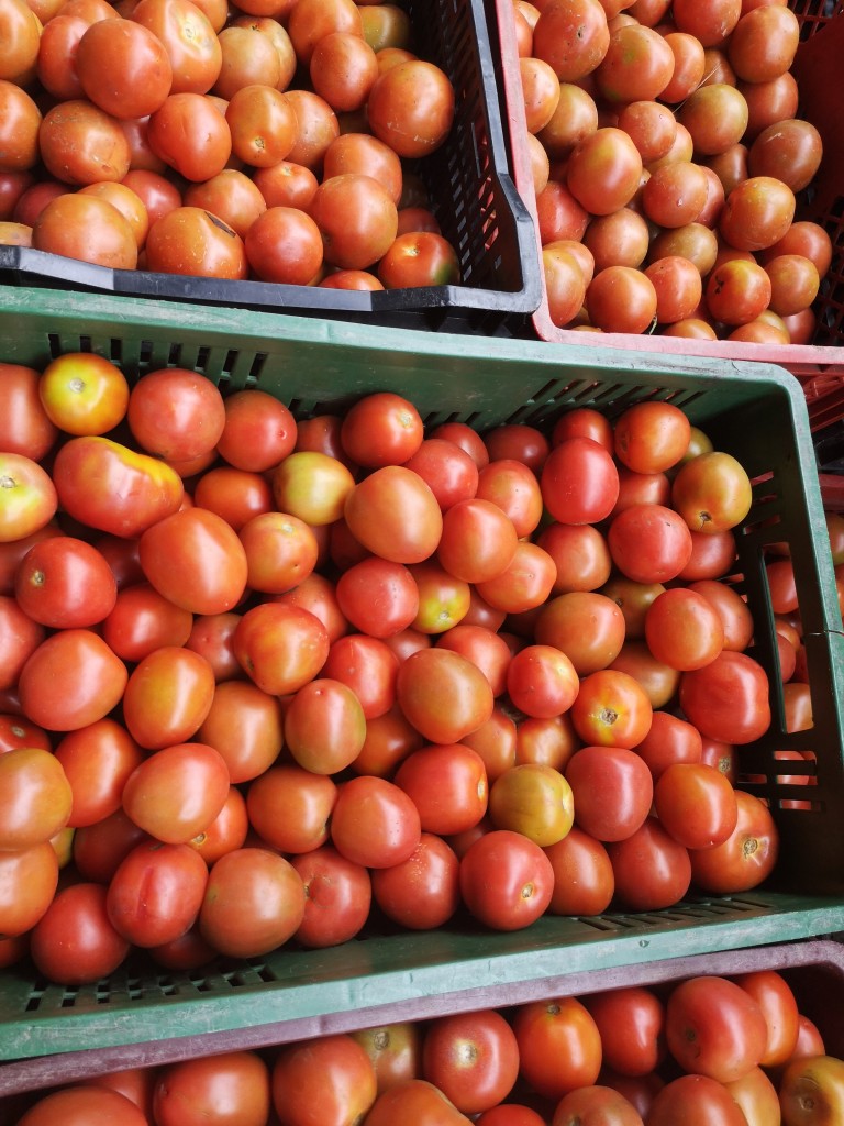 Tomate Chonto /de primera