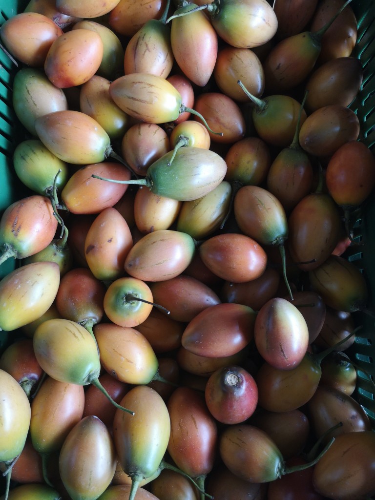 Tomate de Arbol