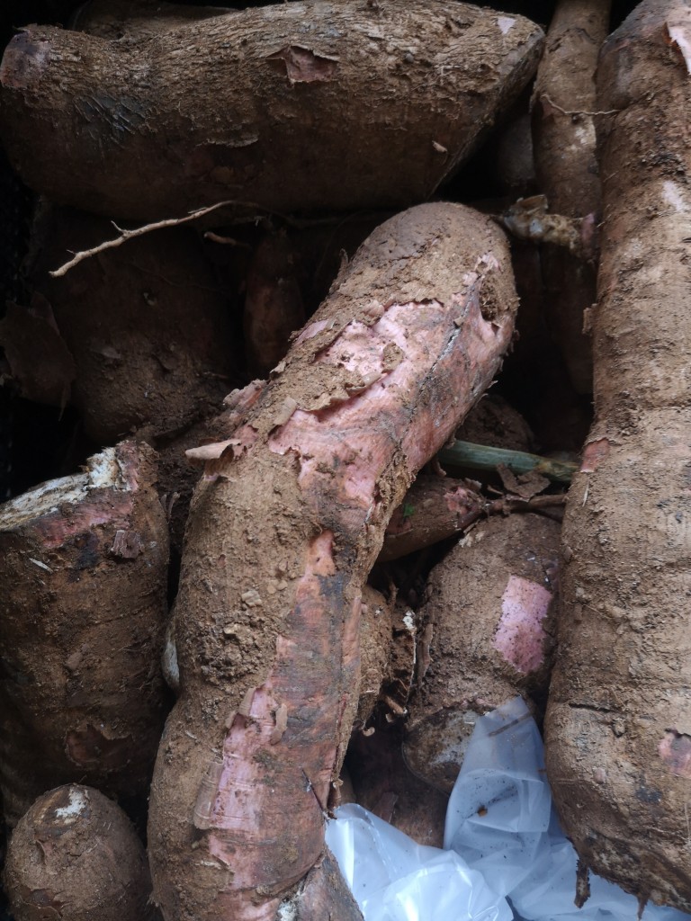 Yuca