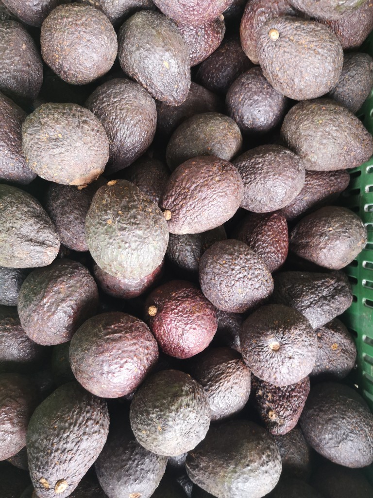 Aguacate hass