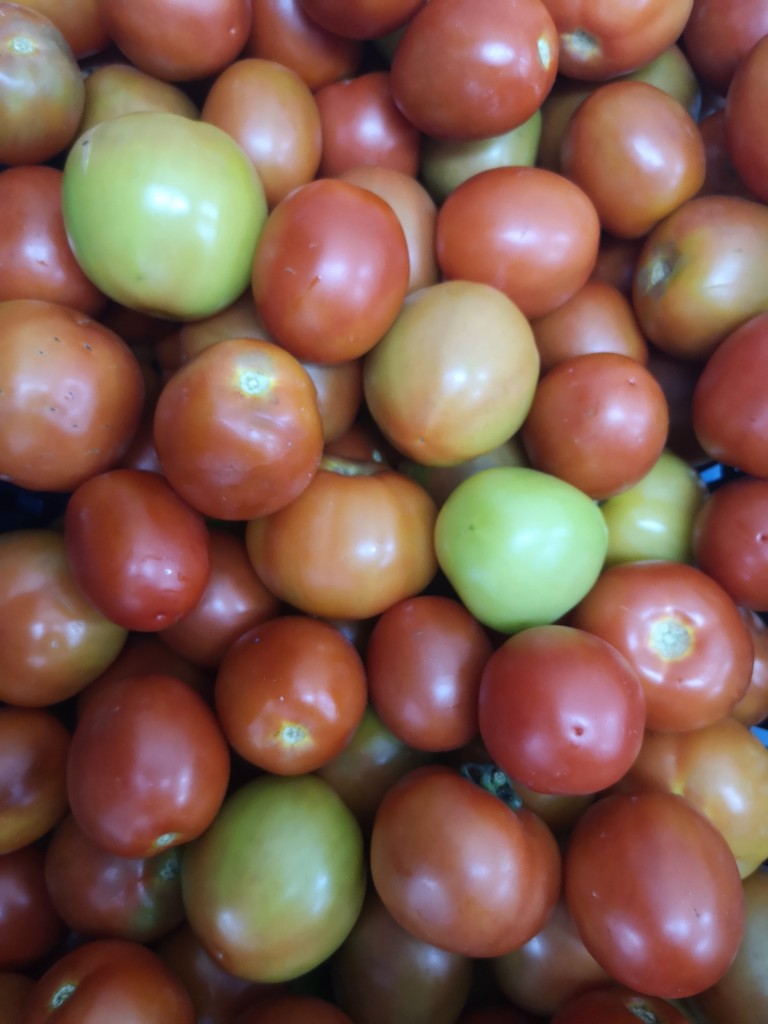 Tomate Chonto