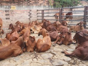 Terneros Brahman Rojo