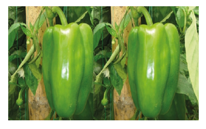 Pimentón Rojo/Verde
