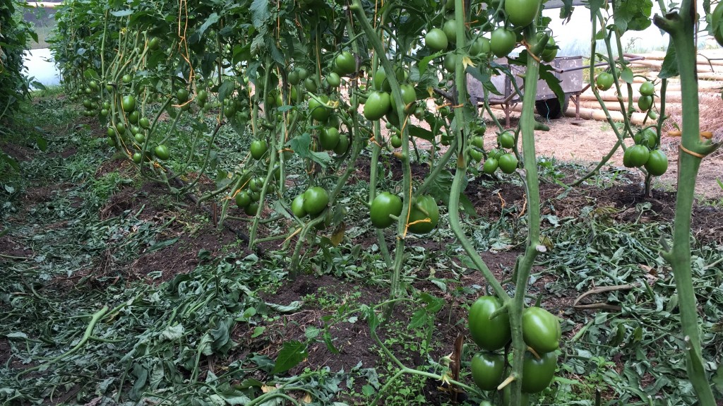 Tomate orgánico Chonto carguero