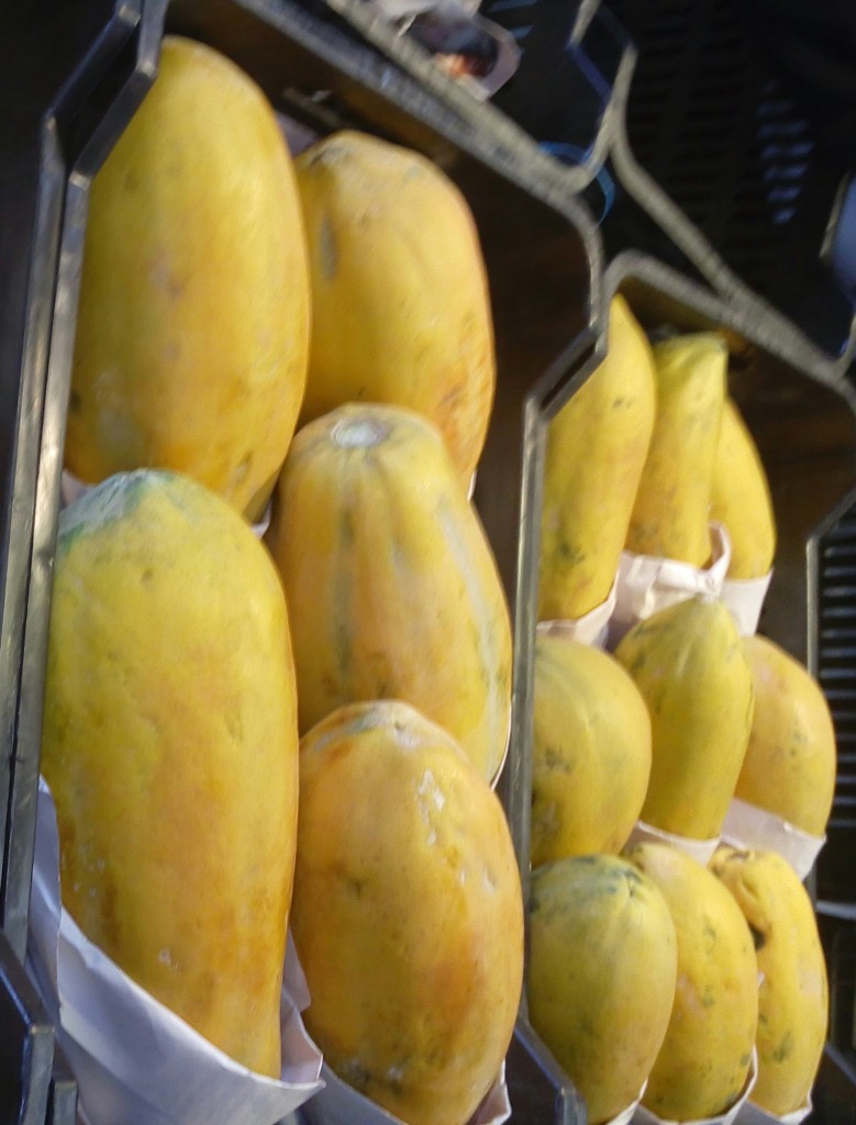 Papaya