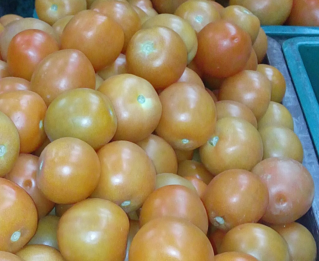 Tomate chonto