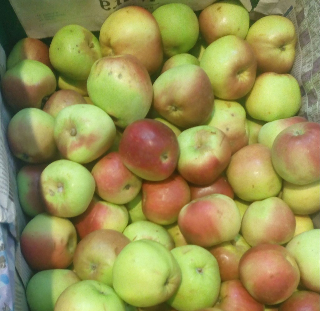 Manzana comun