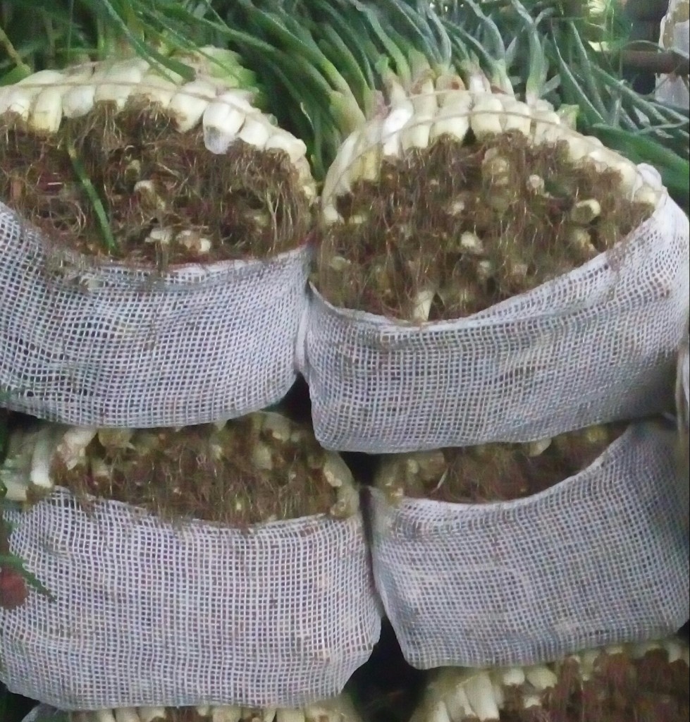Cebolla larga