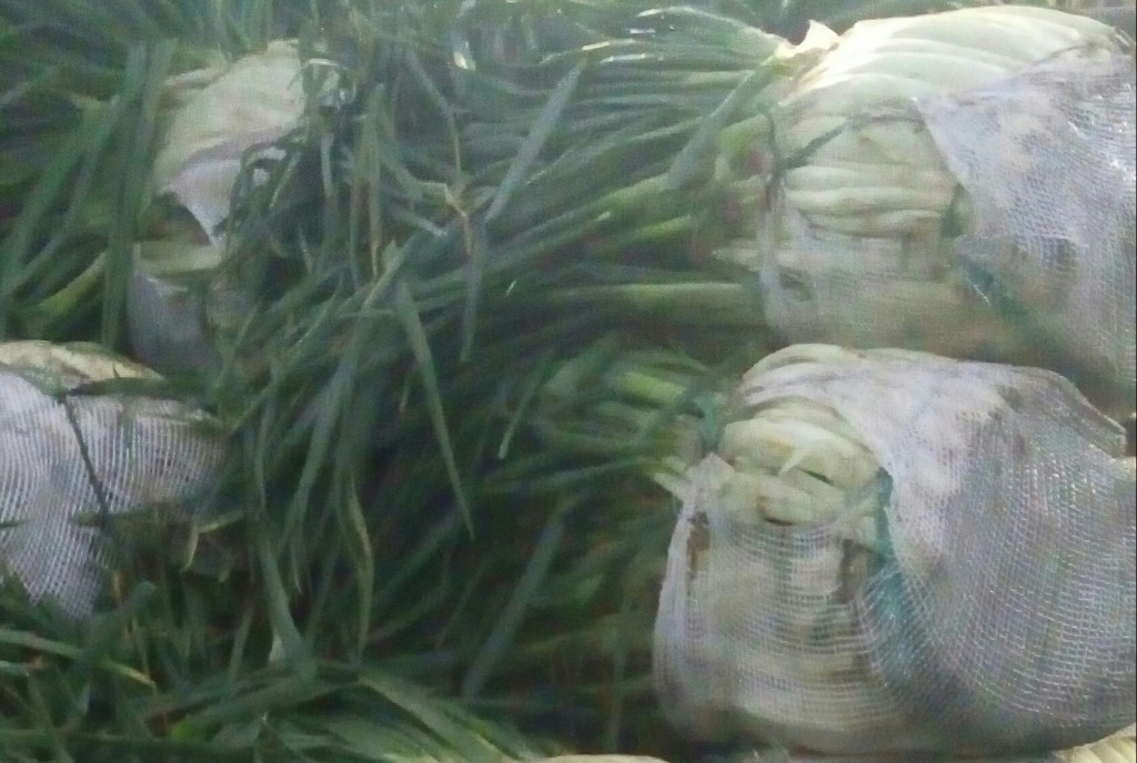 Cebolla larga