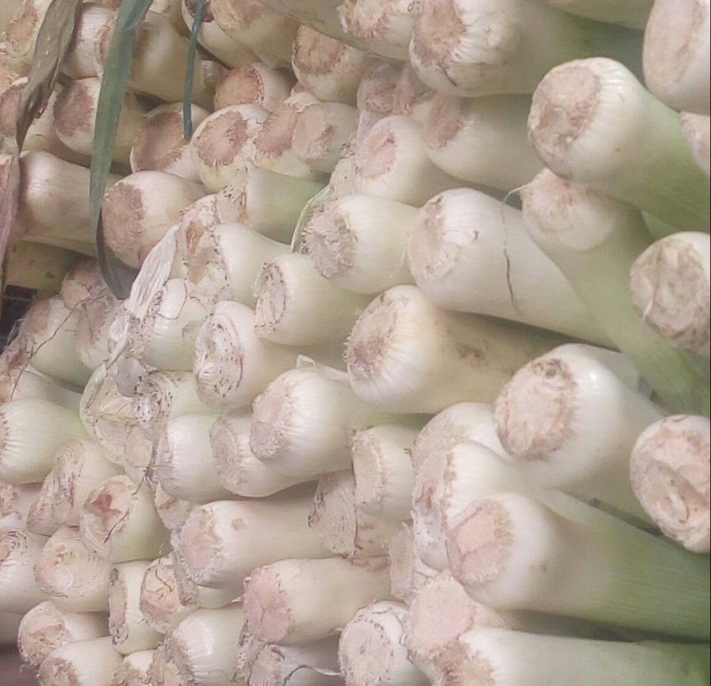 Cebolla puerro