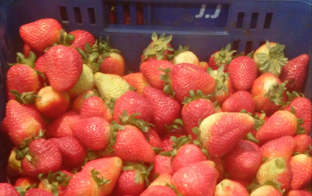 Fresas