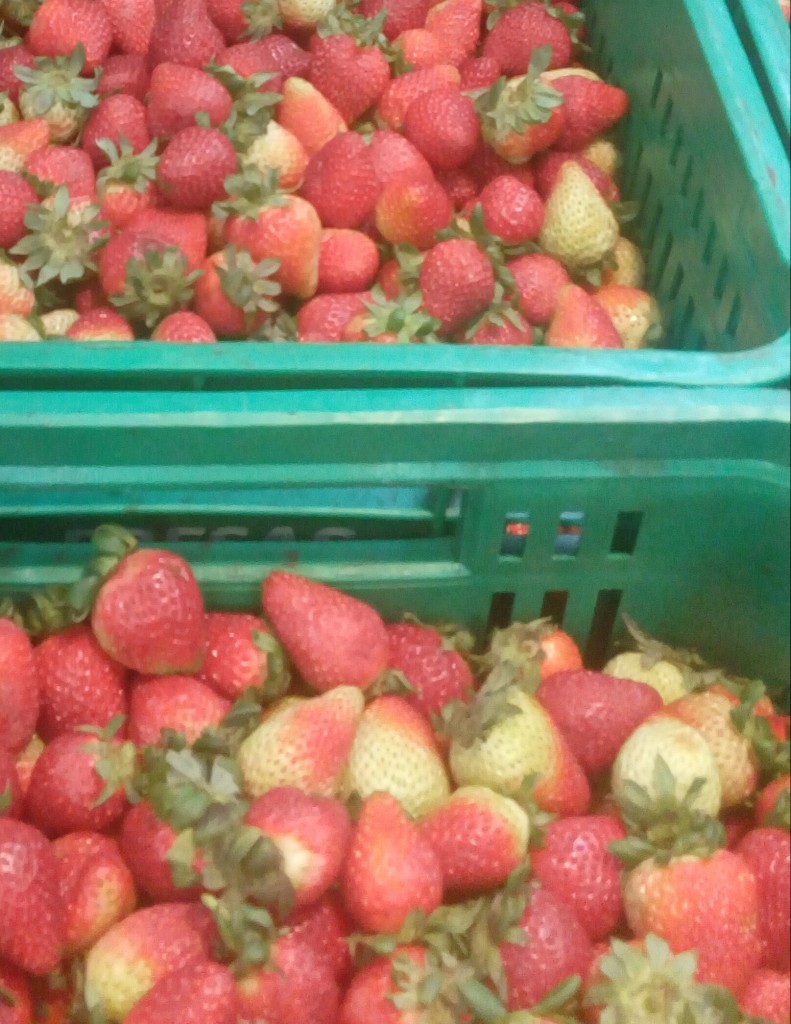 Fresas