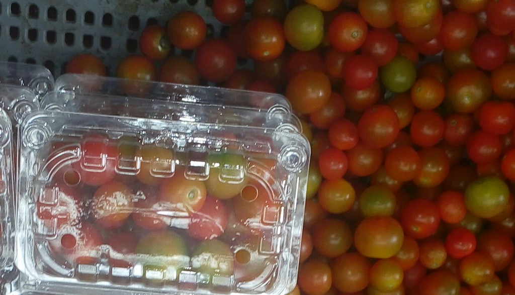 Tomate cherry