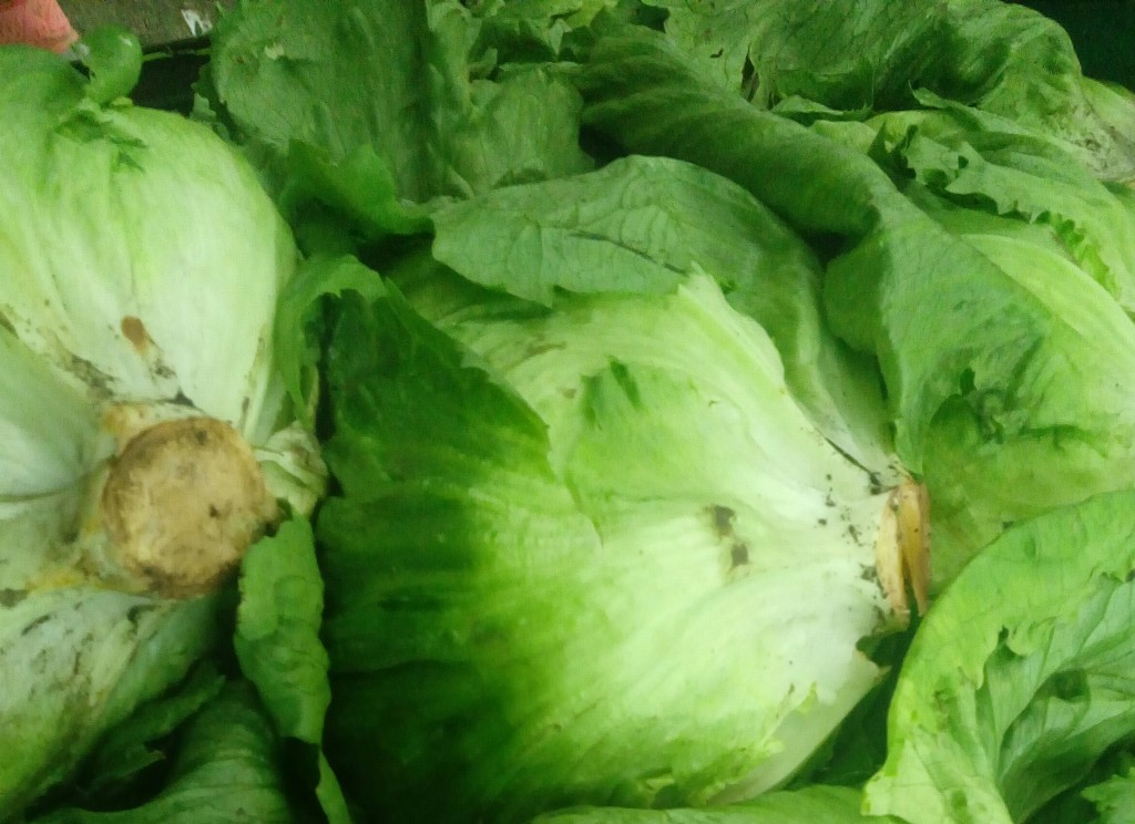 Lechuga Batavia