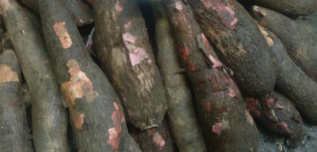 Yuca