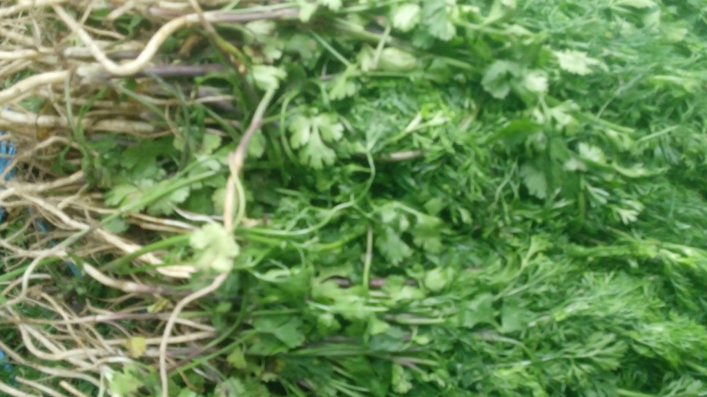Cilantro