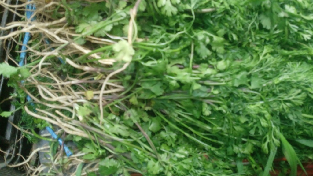 Cilantro