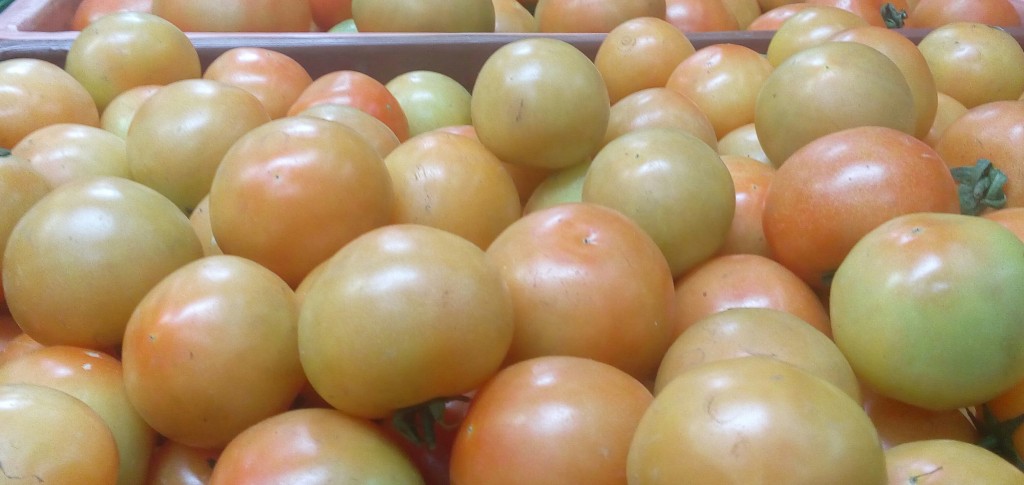 Tomate chonto selecto