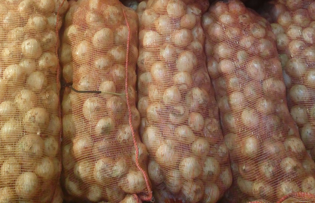 Cebolla cabezona