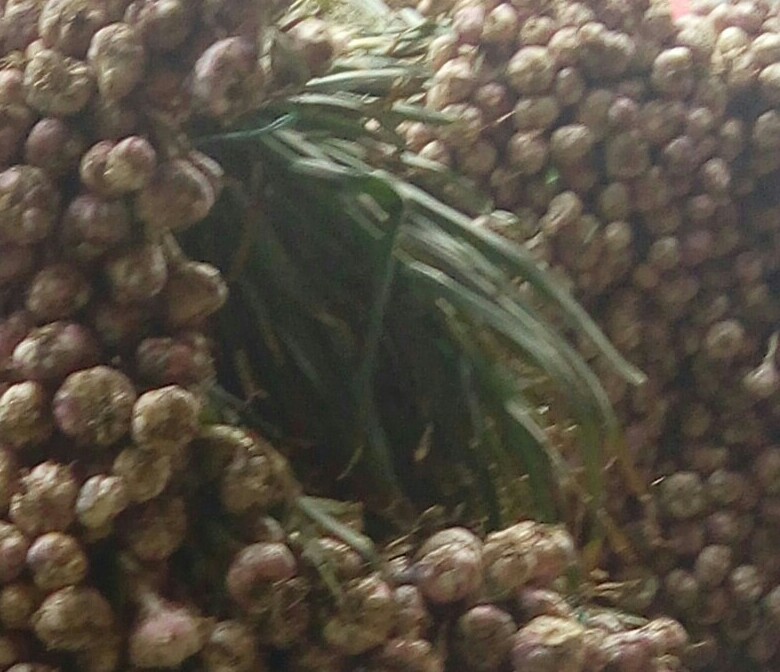 Ajo en rama