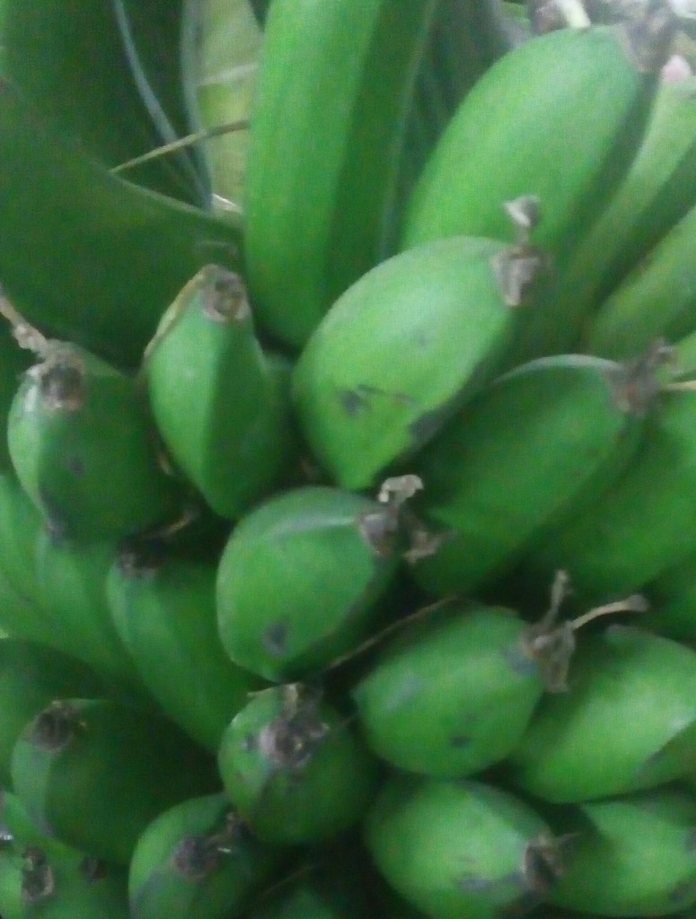 Colicero