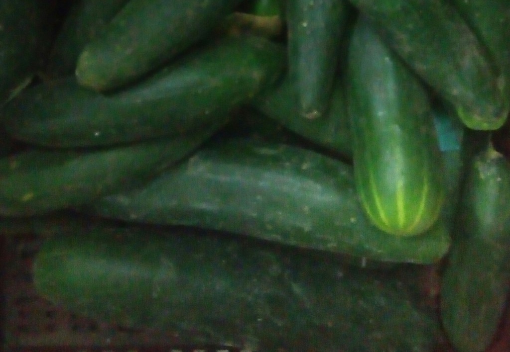 Pepino cohombro
