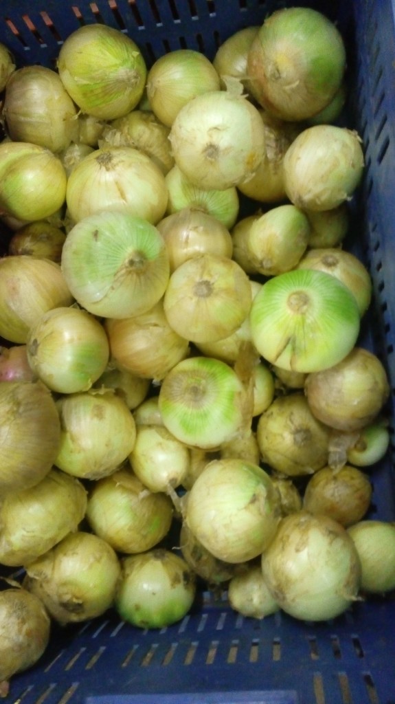 Cebolla cabezona